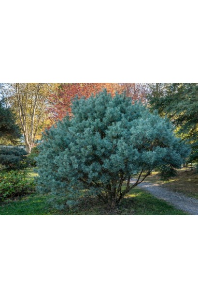 Сосна звичайна Чантрі Блю